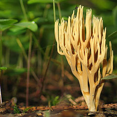 photo "Edible mushroom"