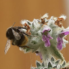 photo "Lunch mood - 2"