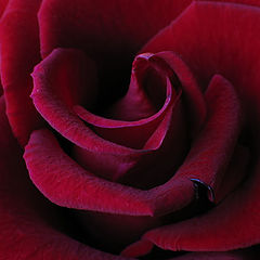 photo "the rose"