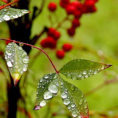 фото "dancing droplets"