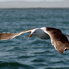 фото "Inflight"