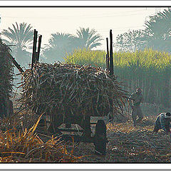 фото "Harvest"