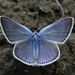 photo "Another Shocking Blue"