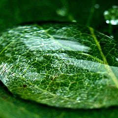 photo "The raindrop"