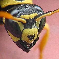 фото "Wasp`s face"