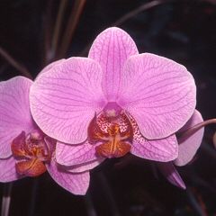 photo "orchids 2"