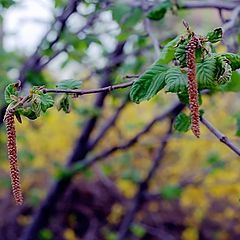 фото "Весенние мотивы!"