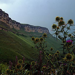 photo "Prickles"