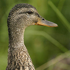 photo "Portrait of a duck"