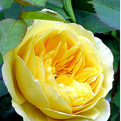 фото "English Rose : happy child"