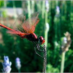 photo "DragonFly2"