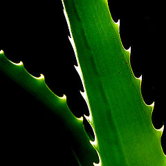 photo "Aloe 2"