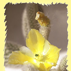 photo "Flower of a cactus"