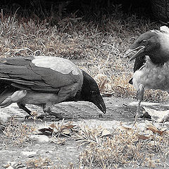 photo "Untitled photo"