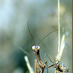 фото "Mantis"