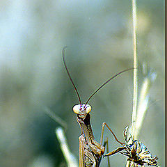 photo "Mantis"