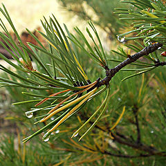 photo "After rain"