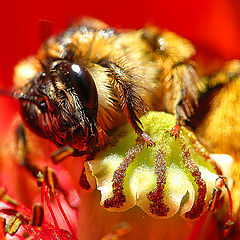 фото "bee in poppy seed"