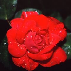 photo "rose"