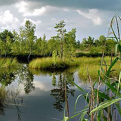 photo "Quiet landscape"