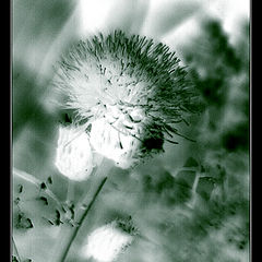 photo "Prickle - the child of light.. A fluffy lump of a"