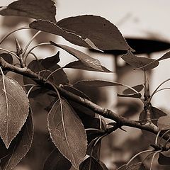 photo "Black leaves of city"