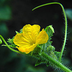 фото "Cucumber flower"