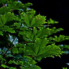 photo "Maple"