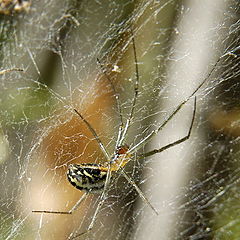 photo "SpiderЧок"