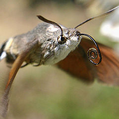 photo "catch me if you can !"