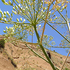 photo "Heat of desert"