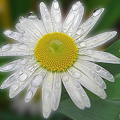 photo "after a rain"