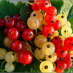 photo "Red and white..."