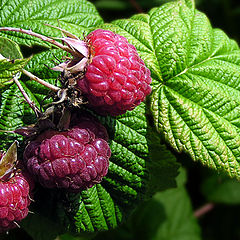 photo "Berries-raspberries."