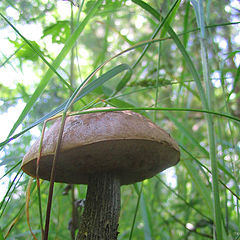 photo "Mushroom"