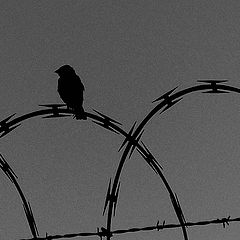 фото "untitled"