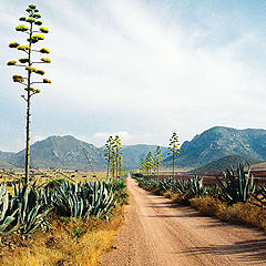 photo "I walk to the desert"