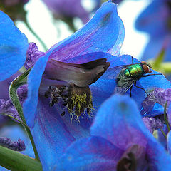 photo "Rhapsody in Blue"