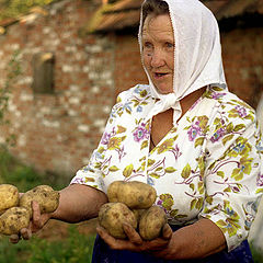 photo "About potatoes and Ma age"