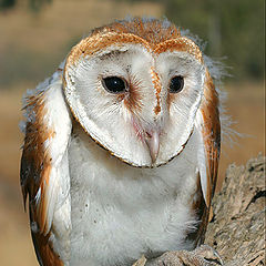 photo "Barn Owls - Tyto alba"