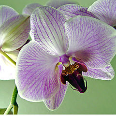 photo "Lilac Orchid"