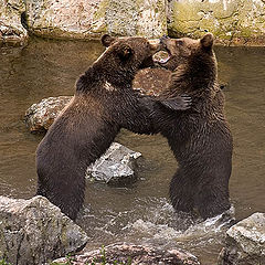 photo "Bears"