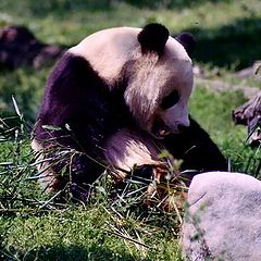 photo "Panda in Washington D.C."