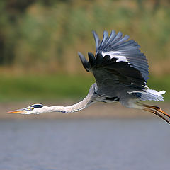 photo "Grey Heron - Ardea cinerea"