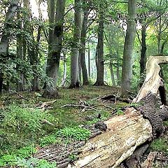 фото "Vilm`s isle (Germany)"