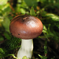 photo "Simply a mushroom in a usual wood"