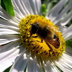 photo "Aster and a bee"