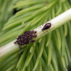 photo "Brood"