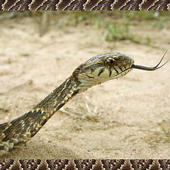 фото "Snake show its tongue"