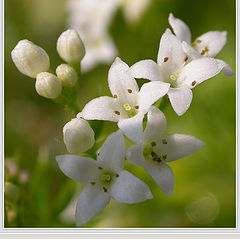 photo "Summer snow"